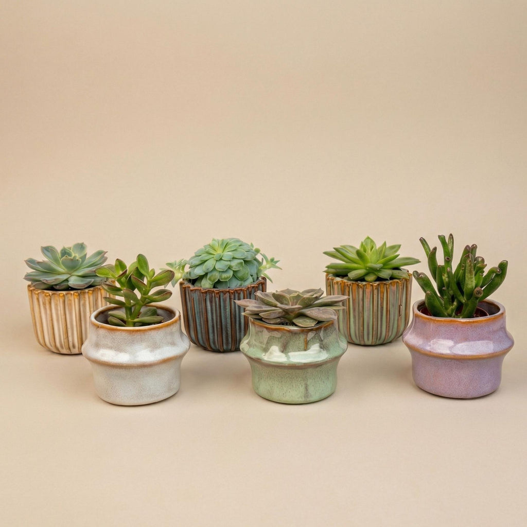 Vetplanten in keramische mini-potjes barcelona – Ø6 cm, 8–12 cm hoog – art. 57164