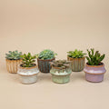 Vetplanten in keramische mini-potjes barcelona – Ø6 cm, 8–12 cm hoog – art. 57164