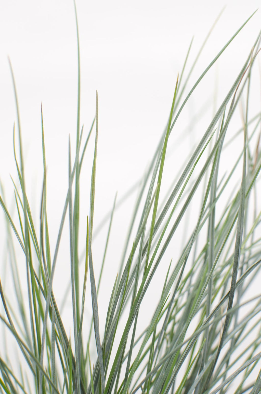 Festuca glauca 'Azura Blue' (blue fescue) – Ø19 cm, 40 cm high – photo 3