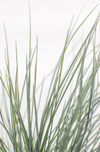 Festuca glauca 'Azura Blue' (blue fescue) – Ø19 cm, 40 cm high
