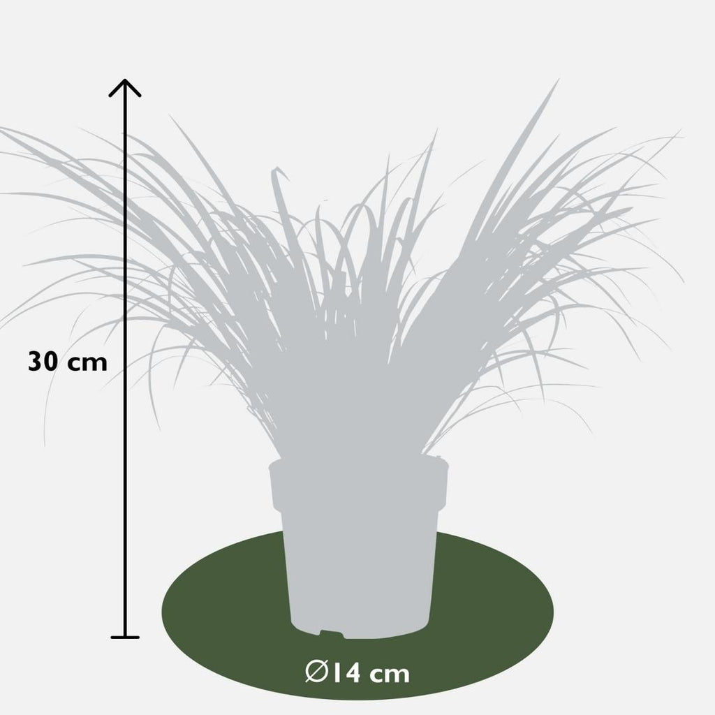 Acorus gramineus 'Ogon' (flamegrass) – 3 plants, Ø14 cm, 30 cm high – photo 4