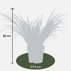 Acorus gramineus 'Ogon' (flamegrass) – 3 plants, Ø14 cm, 30 cm high
