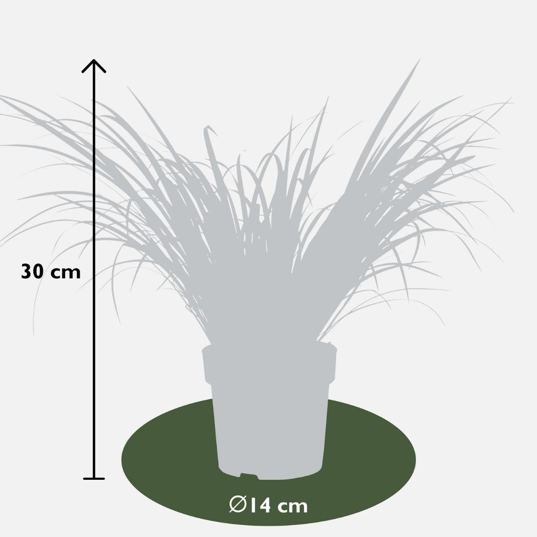 Acorus gramineus 'Ogon' (flamegrass) – 3 plants, Ø14 cm, 30 cm high – photo 4