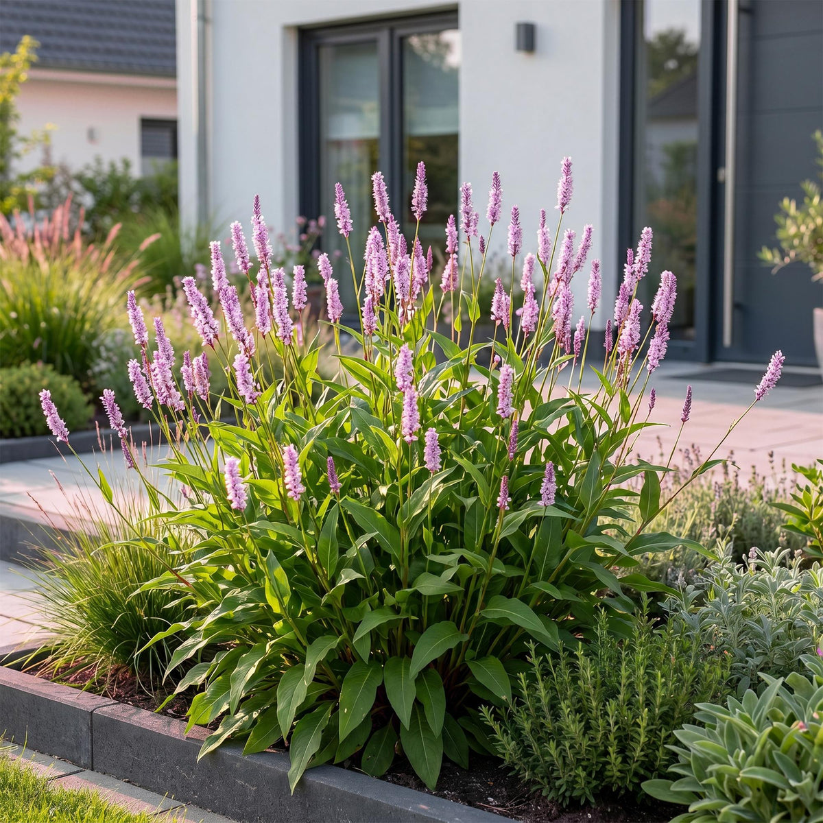 Persicaria amplexicaulis 'Rosea' (Echte Ampferblume) – rosa – 3 Pflanzen, Ø 11 cm, 15–25 cm hoch – Bild 6