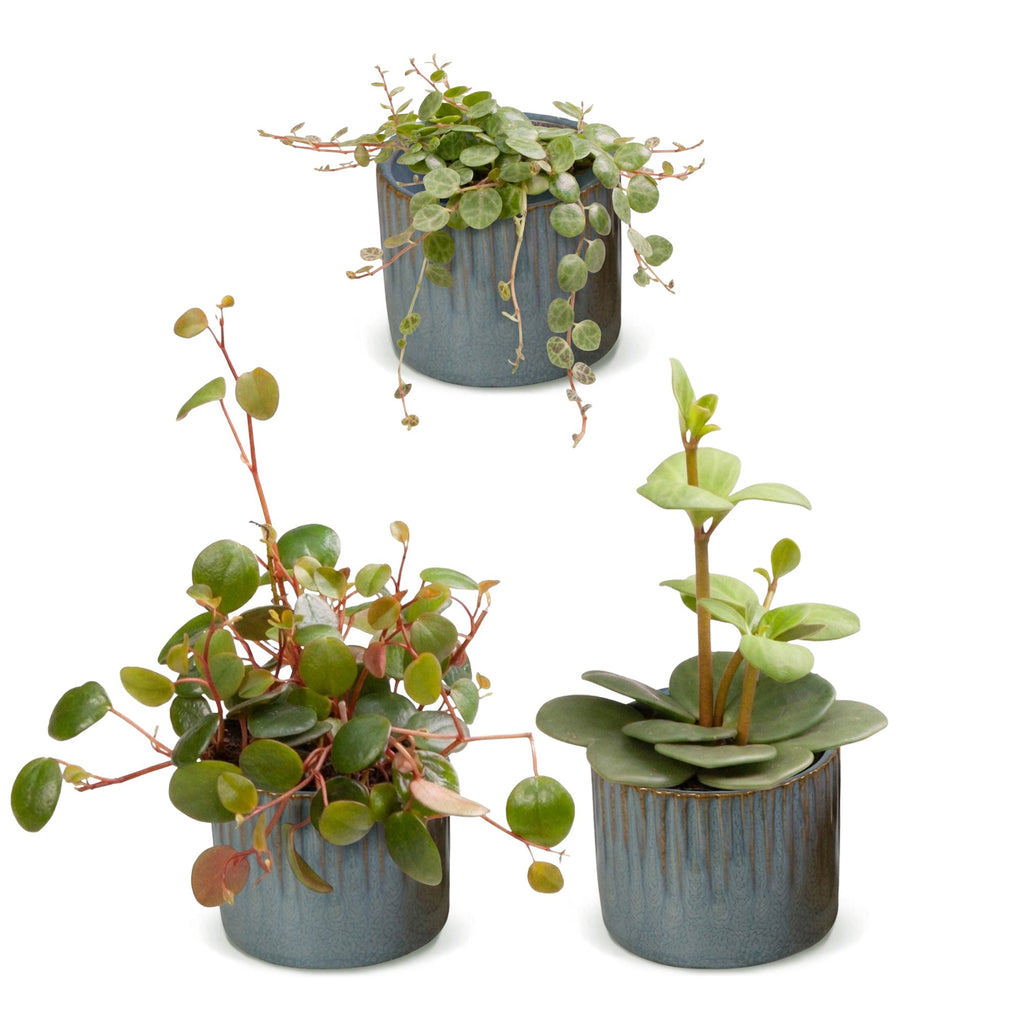 3× Baby Peperomia Mix incl. Linnea Misty Blue – Ø6 cm, 5–15 cm hoog – foto 2