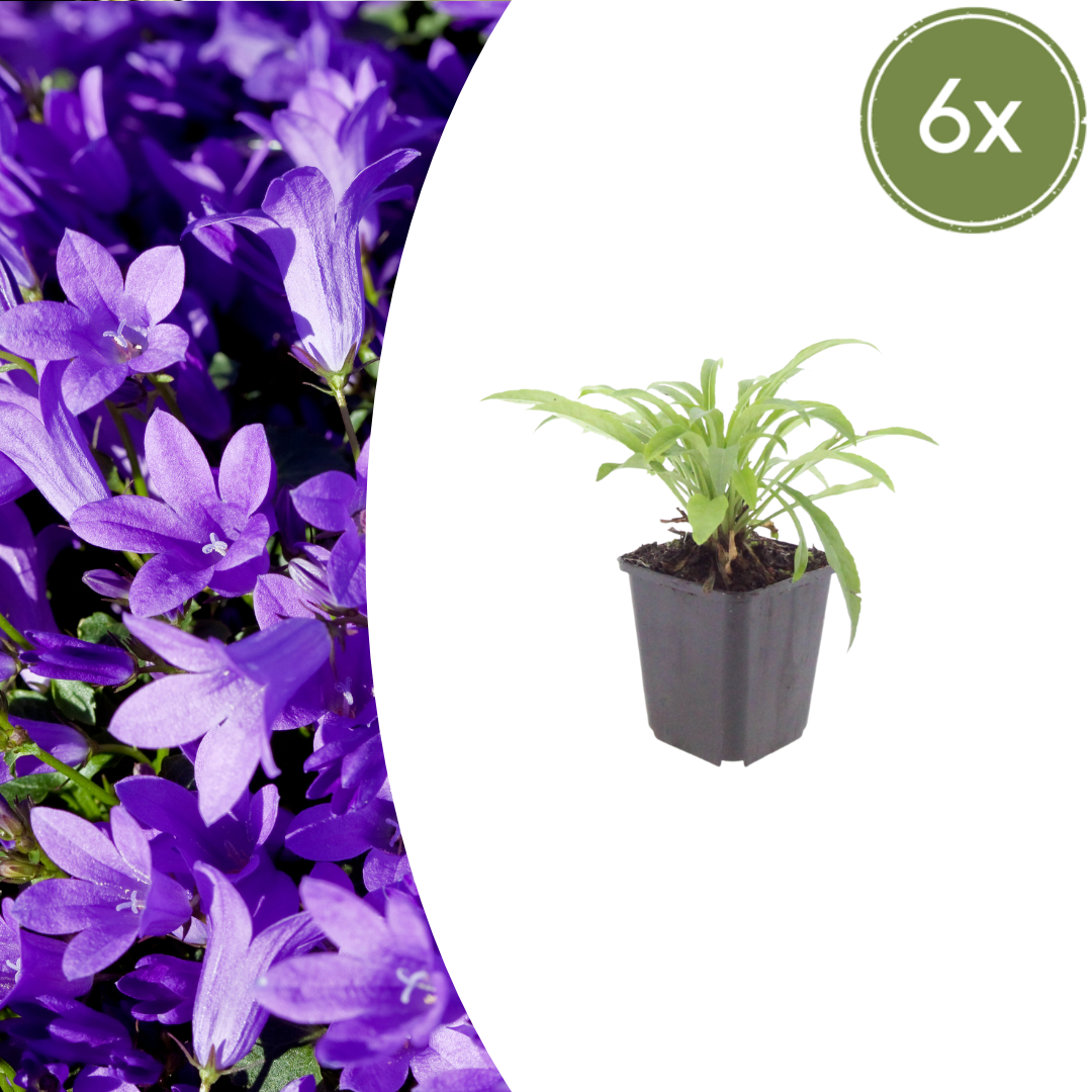 Campanula pers. 'Coerulea' (klokjesbloem) – 6 planten, Ø9 cm, 10–25 cm hoog