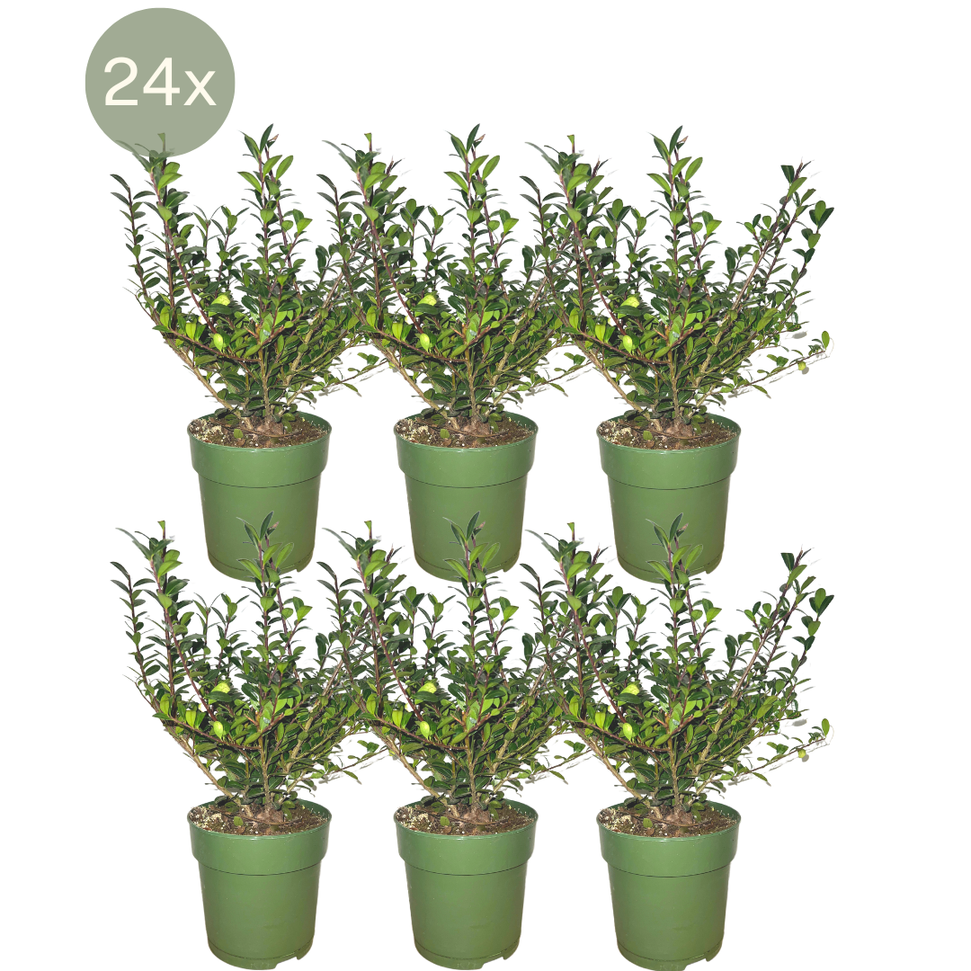 Ilex crenata 'Jenny' (Japanese holly) – 24 plants, Ø12 cm, 20 cm high