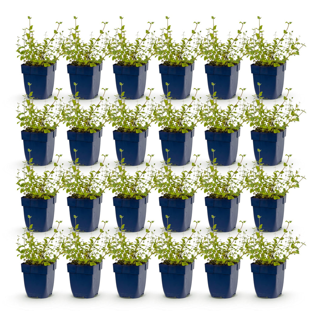 Nepeta rac. 'Grog' (Katzenminze) – blau – 24 Pflanzen, Ø 11 cm, 15–25 cm hoch – Bild 2