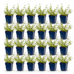 Nepeta rac. 'Grog' (Katzenminze) – blau – 24 Pflanzen, Ø 11 cm, 15–25 cm hoch