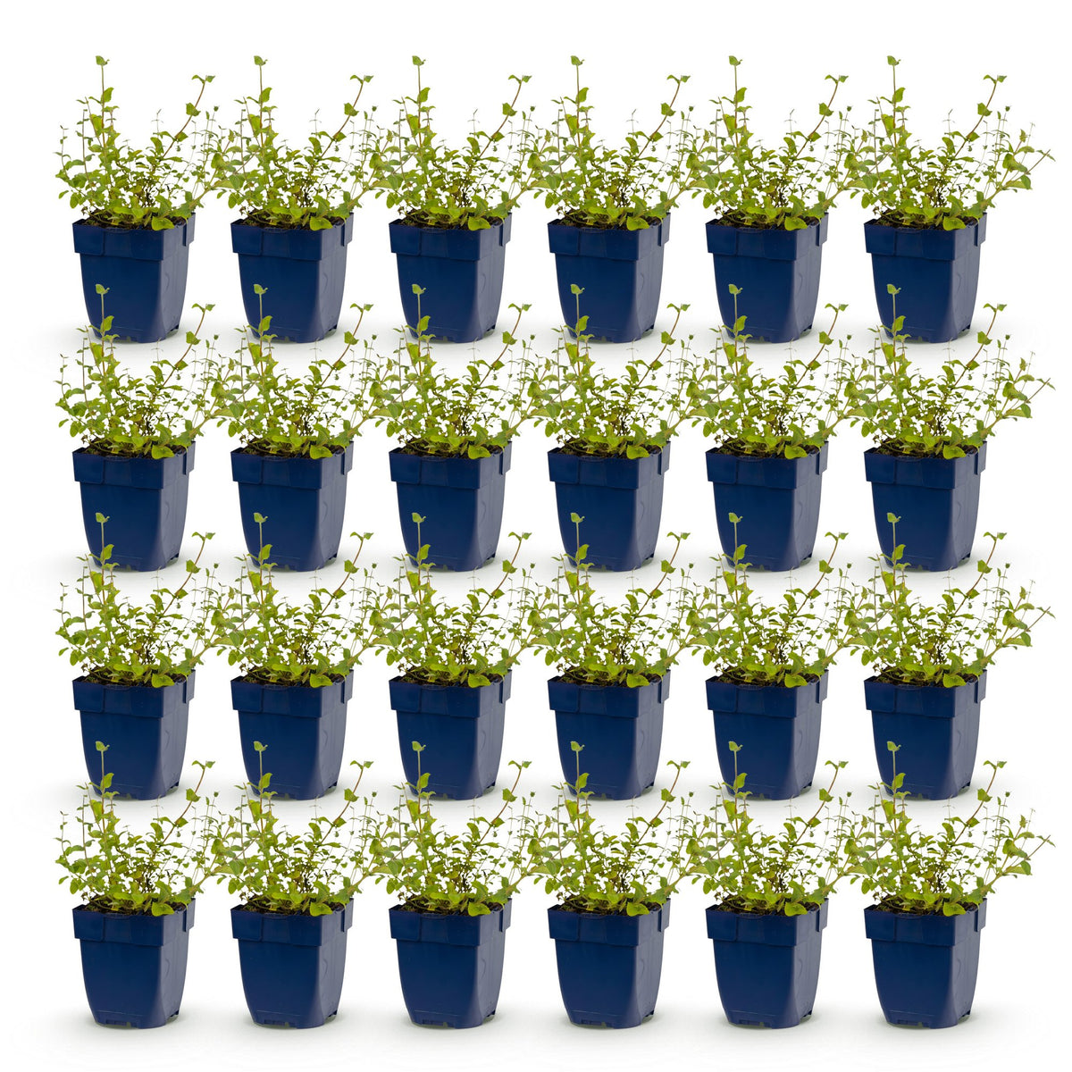 Nepeta rac. 'Grog' (Katzenminze) – blau – 24 Pflanzen, Ø 11 cm, 15–25 cm hoch – Bild 2