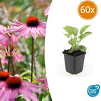 Echinacea p. 'Magnus' (coneflower) – 60 plants, Ø9 cm, 10–25 cm high