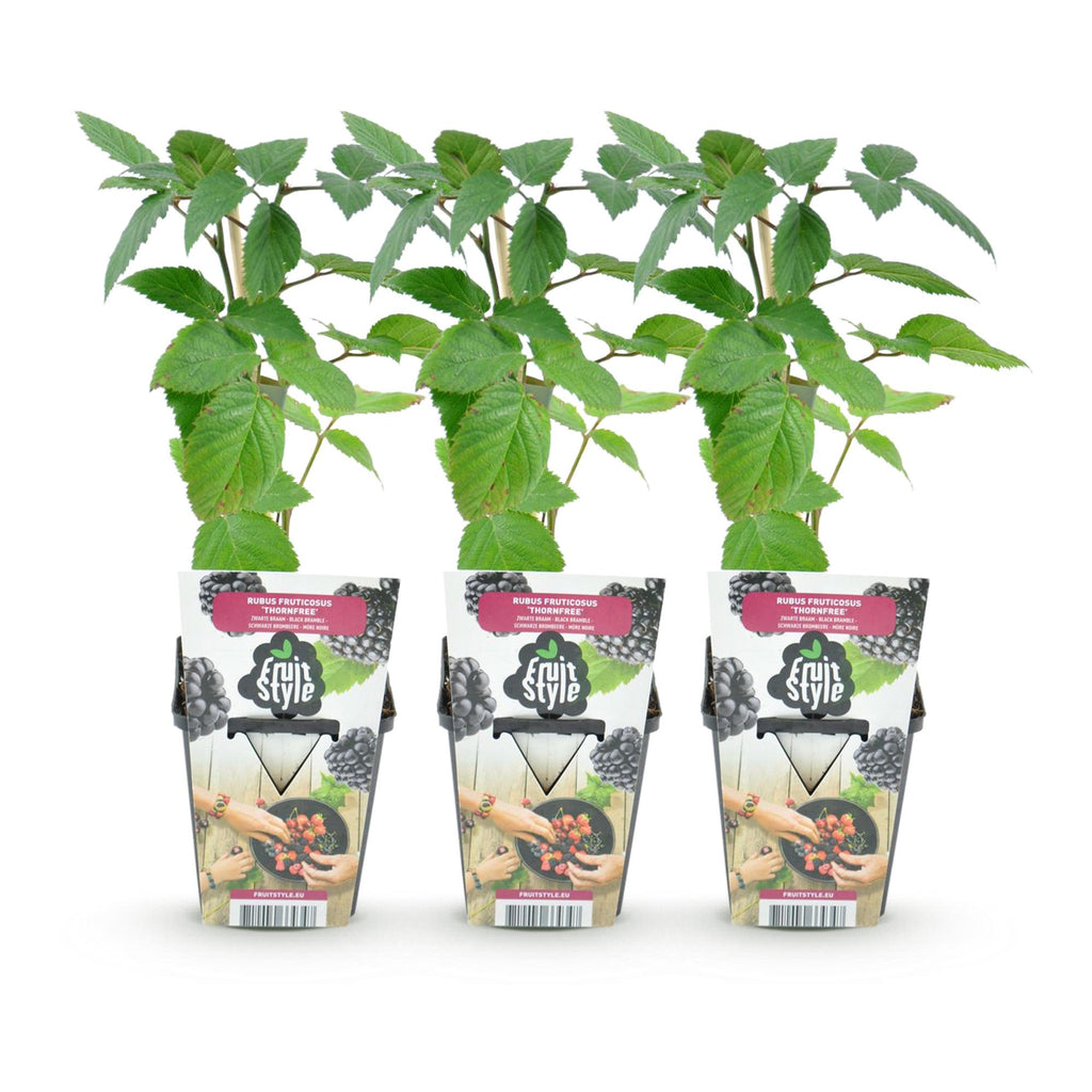 Rubus 'Thornfree' (Brombeere) – 3 Pflanzen, Ø9 cm, 35 cm hoch – Bild 2