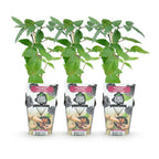 Rubus 'Thornfree' (Brombeere) – 3 Pflanzen, Ø9 cm, 35 cm hoch