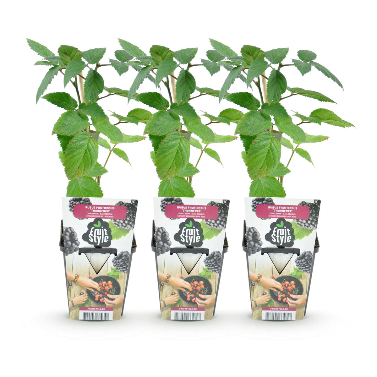 Rubus 'Thornfree' (braam) – 3 planten, Ø9 cm, 35 cm hoog