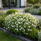 Geranium sanguineum 'Album' (ooievaarsbek) – wit – 24 planten, Ø11 cm, 15–25 cm hoog