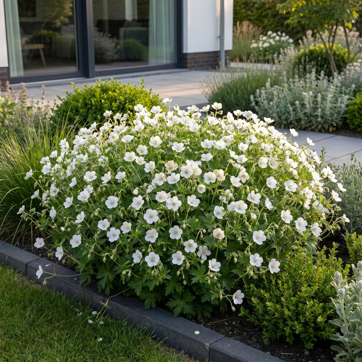 Geranium sanguineum 'Album' (ooievaarsbek) – wit – 24 planten, Ø11 cm, 15–25 cm hoog – foto 6