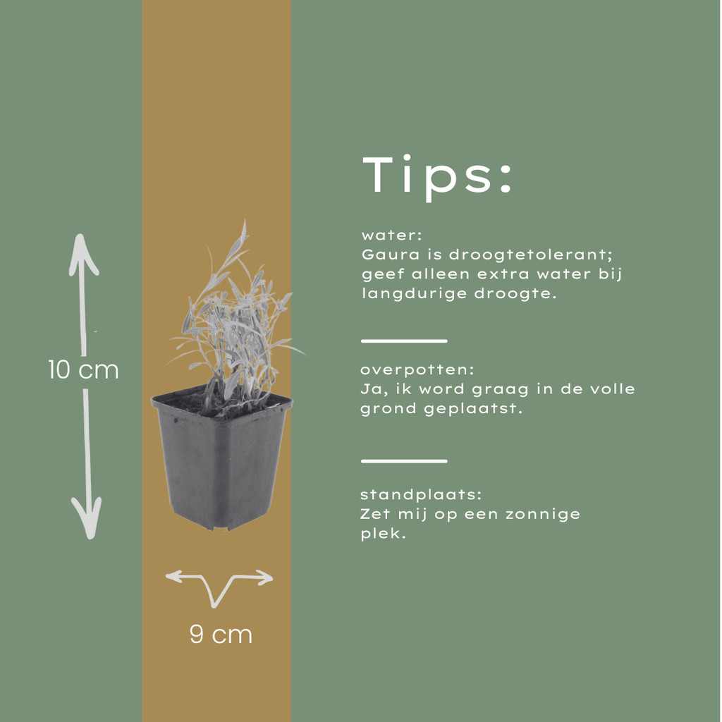 Gaura lindheimeri (Lindheimer's gaura) – 6 plants, Ø9 cm, 10–25 cm tall – photo 6