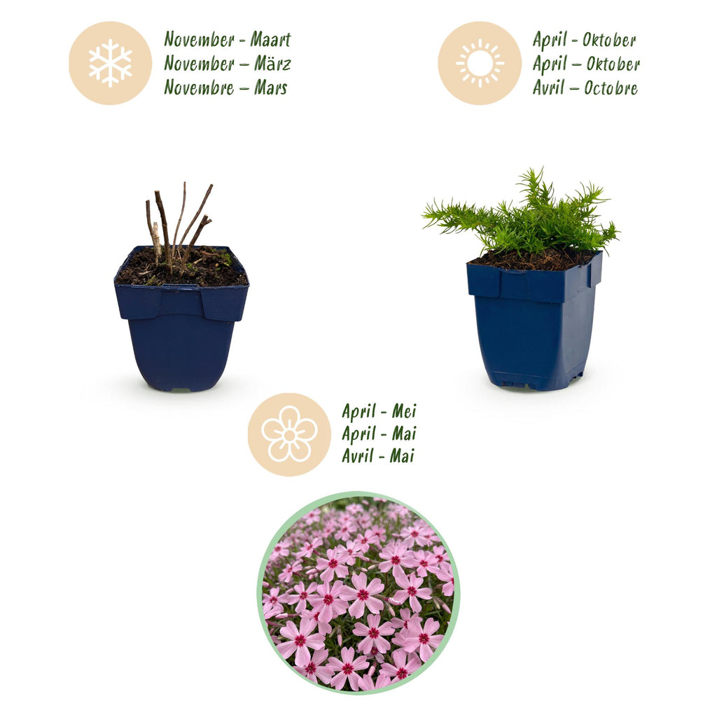 Phlox 'Rosette' (Leuchterblume) – rosa – 12 Pflanzen, Ø11 cm, 15–25 cm hoch – Bild 4