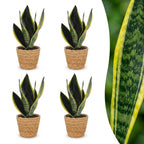 4× Sansevière Future Superb (langue de belle-mère) avec panier – Ø12 cm, 35 cm de haut