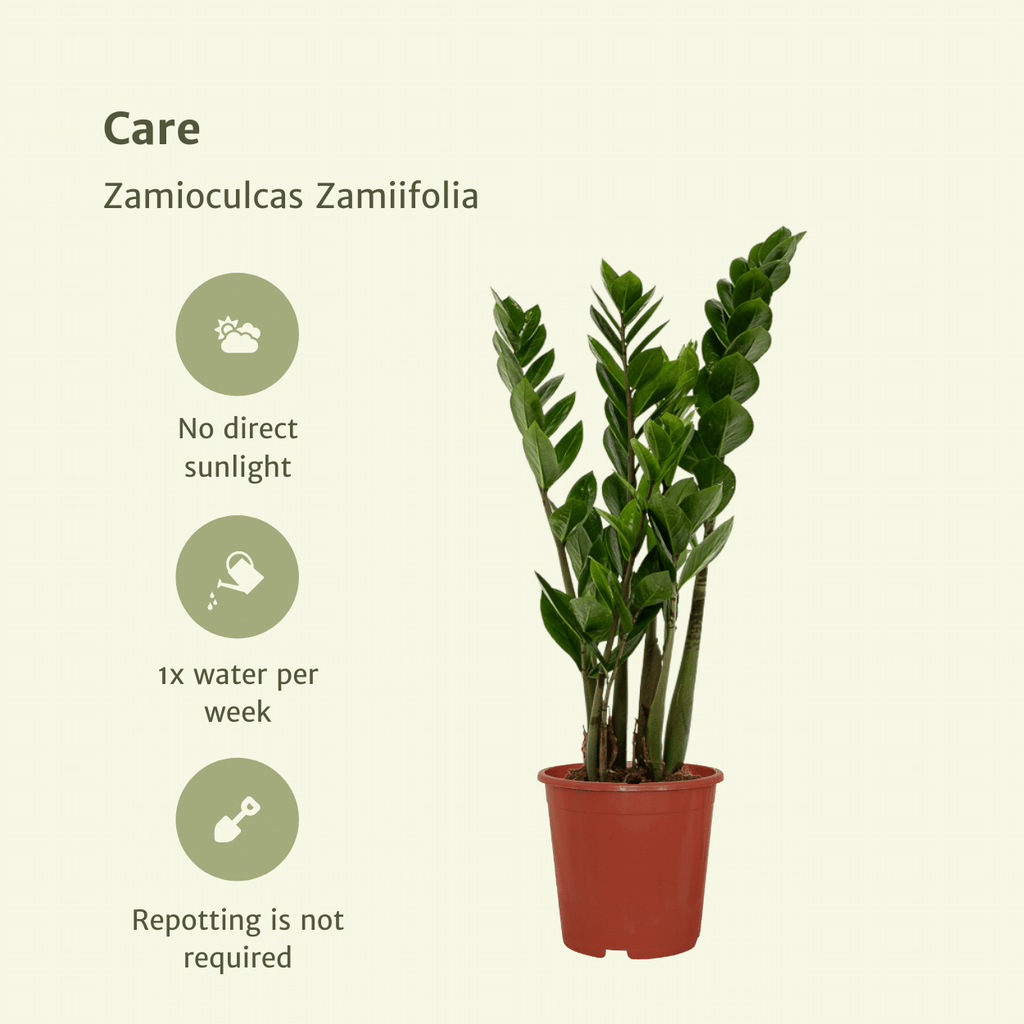 2× Zamioculcas zamiifolia (ZZ-plante) – Ø14 cm, 50 cm høj