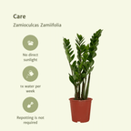 2× Zamioculcas zamiifolia (ZZ-plante) – Ø14 cm, 50 cm høj