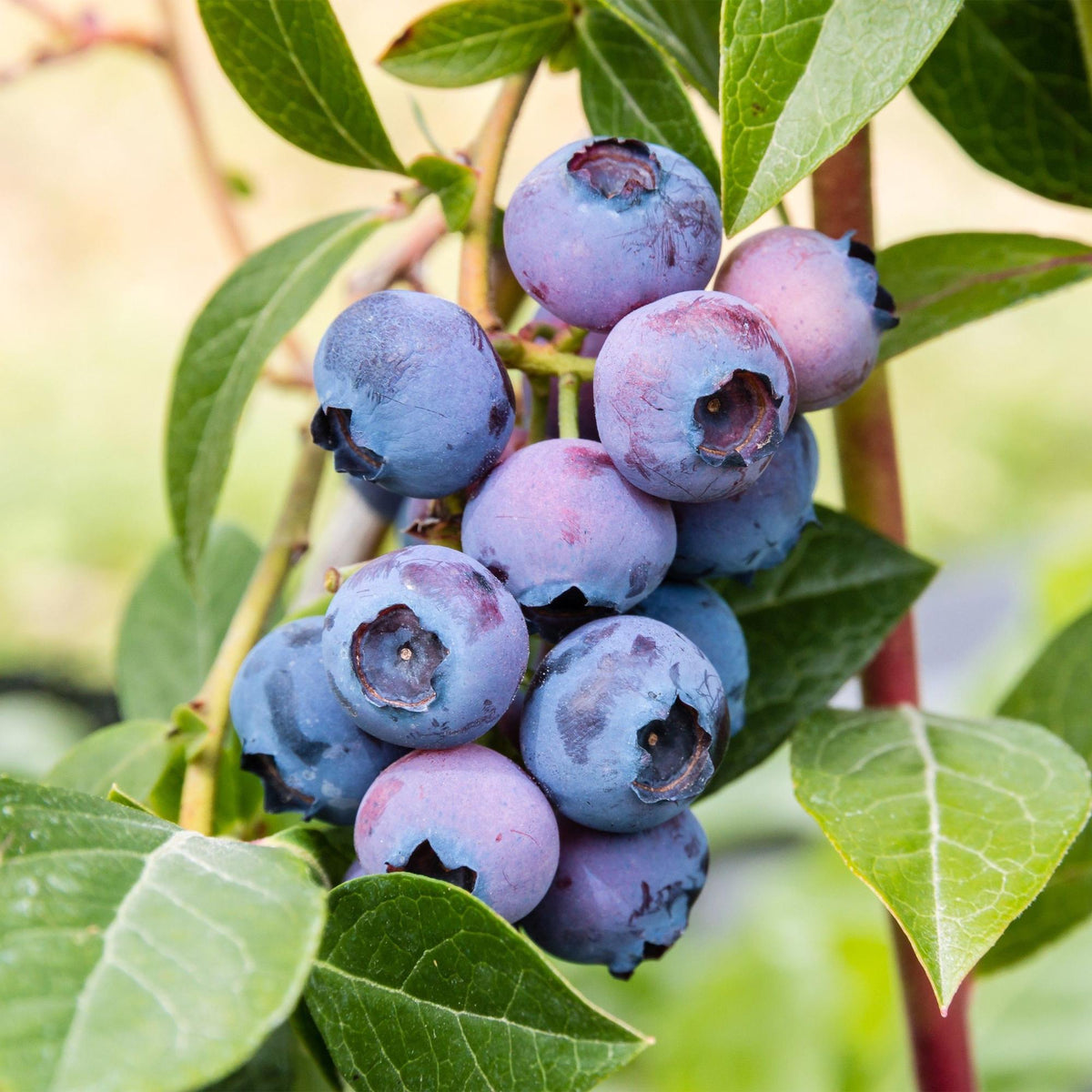 Vaccinium corymbosum 'Jersey' (bosbes) – 2 planten, Ø15 cm, 50 cm hoog – foto 5