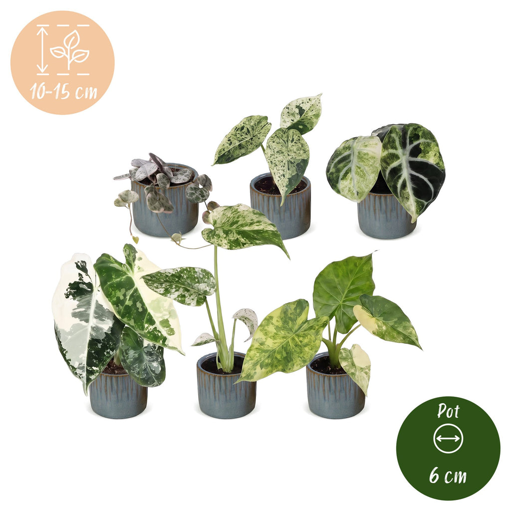 6× Baby Variegata Mix Plants incl. Linnea Misty Blue – Ø6 cm, 10–15 cm tall – photo 5