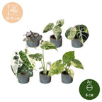 6× Baby Variegata Mix Plants incl. Linnea Misty Blue – Ø6 cm, 10–15 cm tall