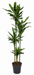 Dracaena cintho (Drachenbaum) – Ø 27 cm, 200 cm hoch