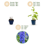 Delphinium 'Blue Bird' (Sch intentionssporn) – blau – 24 Pflanzen, Ø11 cm, 15–25 cm hoch