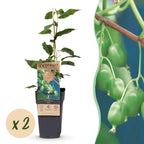 Actinidia arguta 'Issai' (kiwi) – 2 plants, Ø15 cm, 50 cm de haut