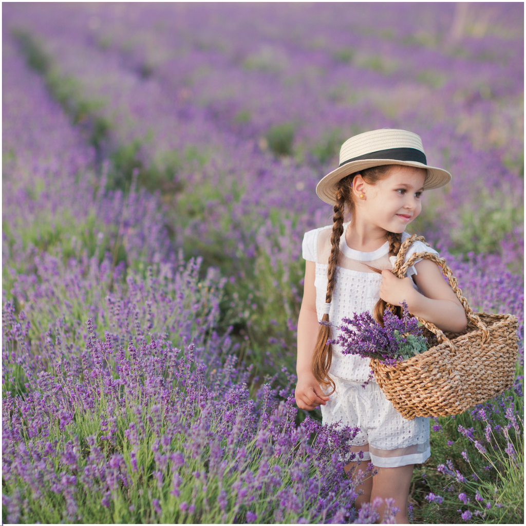 Lavender (Lavandula) – 4 plants, Ø7 cm, 15 cm high – photo 2