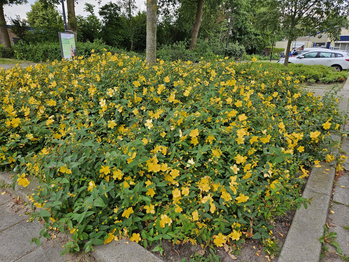 Hypericum 'Hidcote' (Johanniskraut) – 24 Pflanzen, Ø9 cm, 10–25 cm hoch – Bild 8