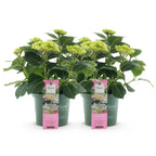 Hydrangea 'Magical Jewel Pink' (hydrangea) – pink – 2 plants, Ø23 cm, 55 cm high