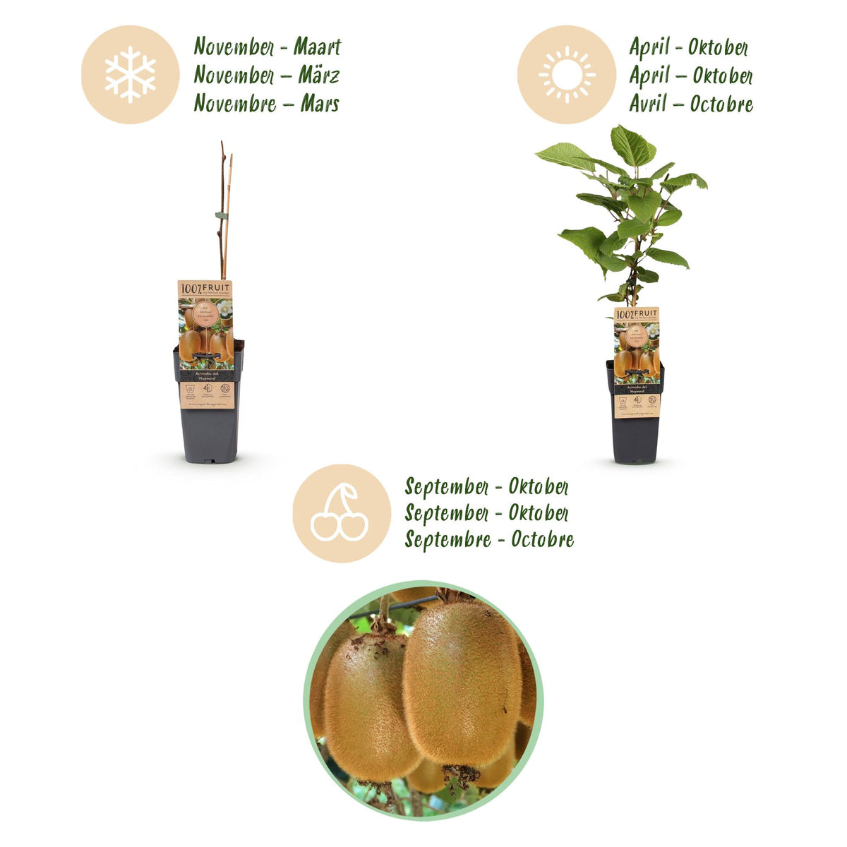 Actinidia 'Weiki &amp; Hayward' (kiwi) – Ø15 cm, 50 cm de haut – art. 59118 – photo 4