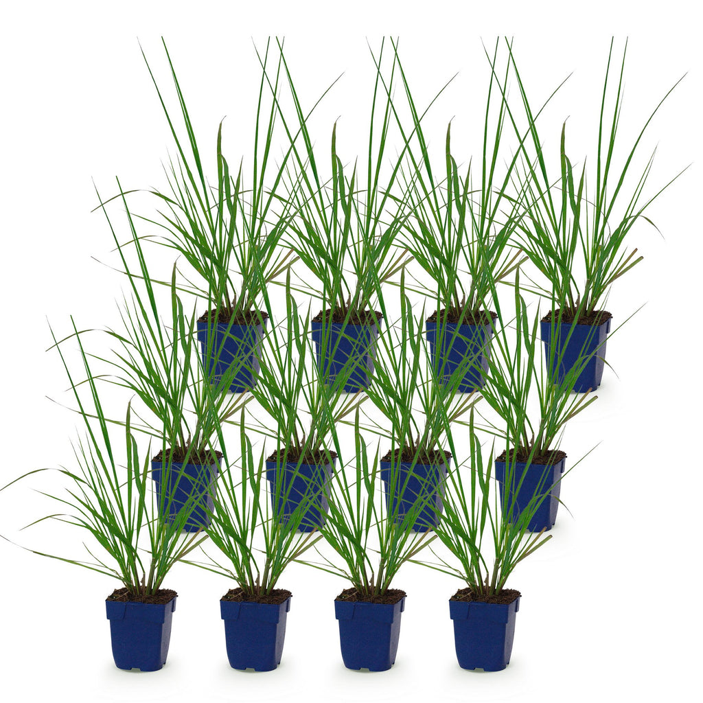 Pennisetum alop. 'Black Beauty' (fountain grass) – 12 plants, Ø11 cm, 15–25 cm high – photo 2