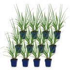 Pennisetum alop. 'Black Beauty' (fountain grass) – 12 plants, Ø11 cm, 15–25 cm high
