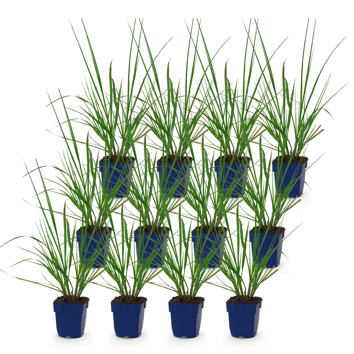 Pennisetum alop. 'Black Beauty' (fountain grass) – 12 plants, Ø11 cm, 15–25 cm high – photo 2