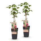 Rubus log. 'Tayberry' (braamboos) – 2 planten, Ø15 cm, 50 cm hoog