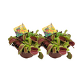 2× Dionaea Muscipula (Venusfliegenfalle) – Ø12 cm, 12 cm hoch – Art. 32932