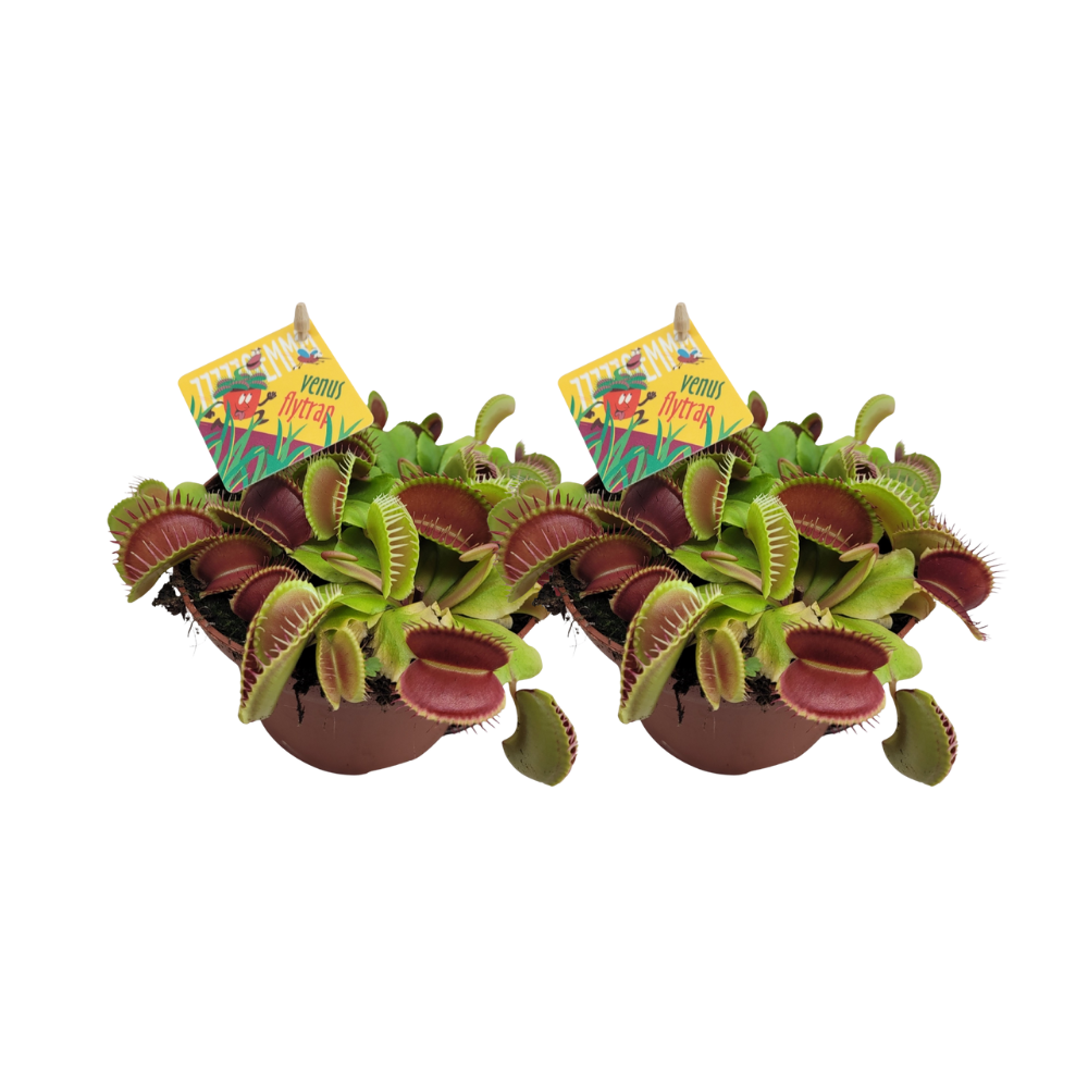 2× Dionaea Muscipula (Venusfliegenfalle) – Ø12 cm, 12 cm hoch – Art. 32932