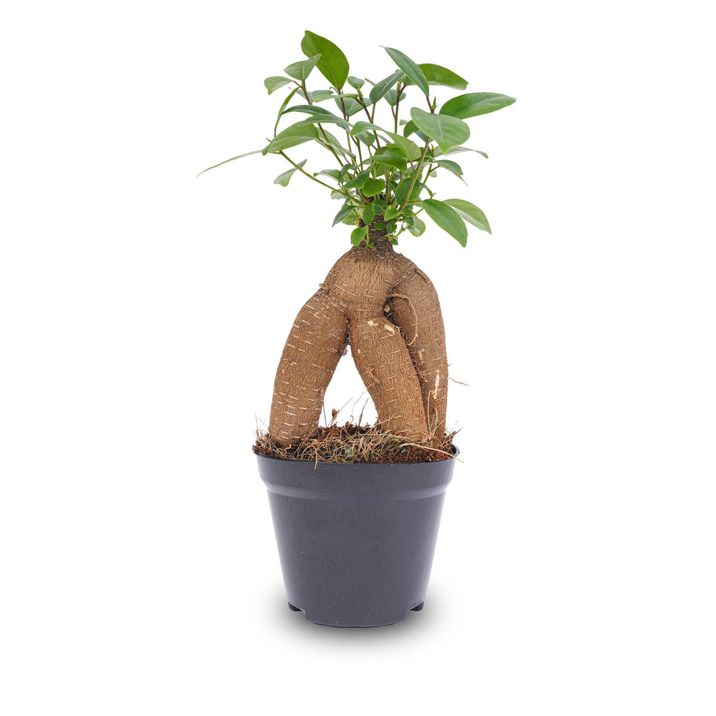 Bonsai Ficus microcarpa ginseng (ficus ginseng) – Ø9 cm