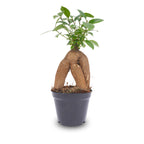 Bonsai Ficus microcarpa ginseng (ficus ginseng) – Ø9 cm