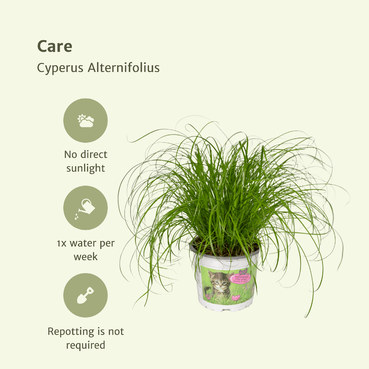 2× Kattegræs (Cyperus) – Ø12 cm, 20 cm høj