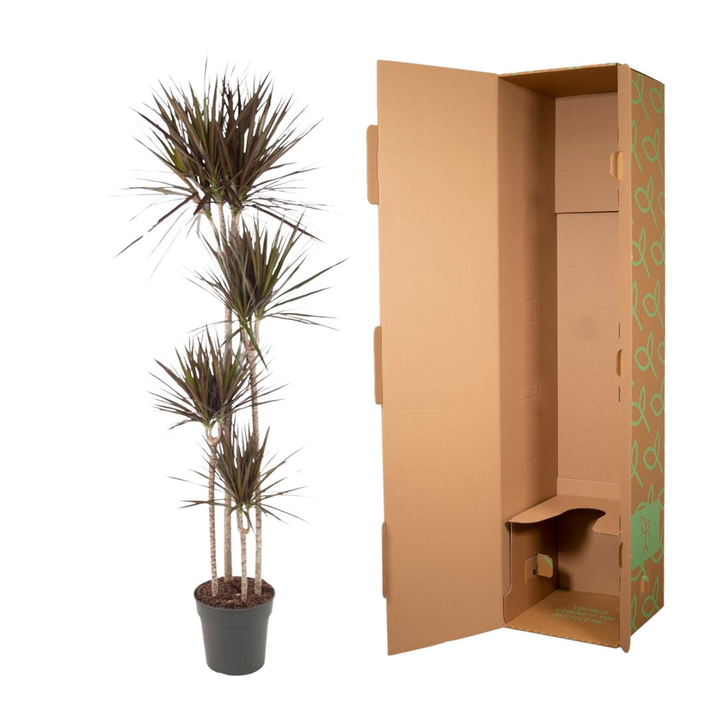 Dracaena Magenta (arbre dragonnier) – Ø27 cm, 180 cm de haut