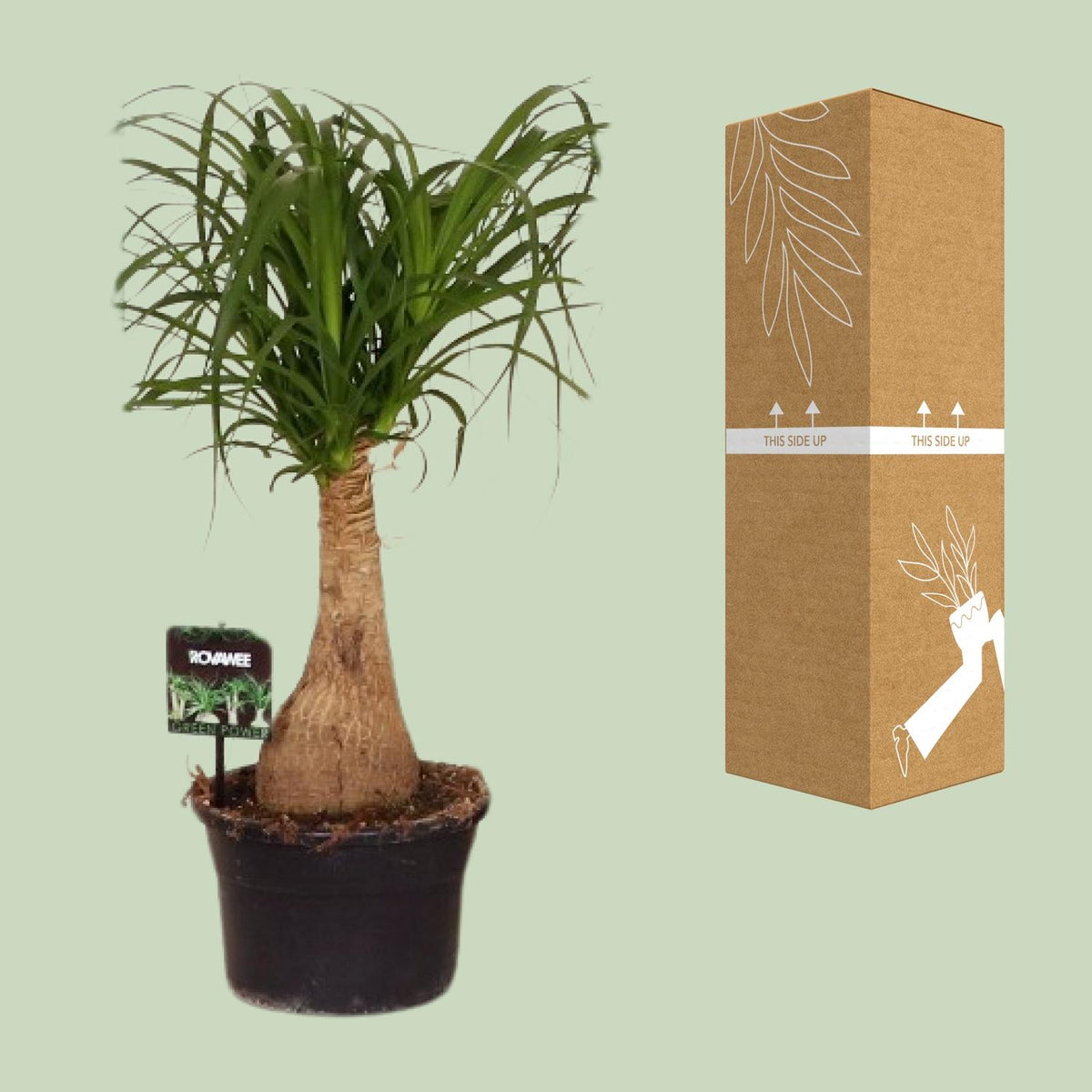 Beaucarnea Nolina (elephant foot) – Ø19 cm, 60 cm high – photo 8