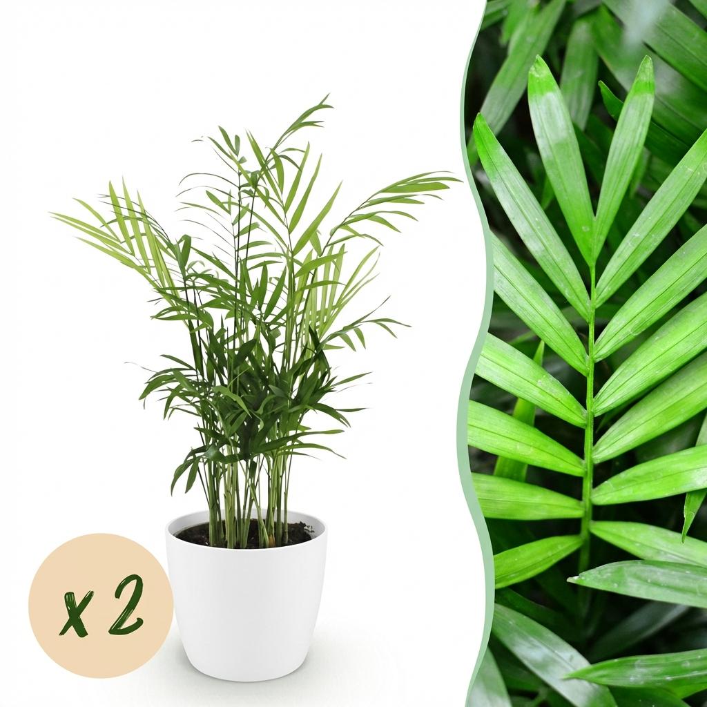 2× Goudpalm (Dypsis) in Potter-sierpot wit – Ø12 cm, 15 cm hoog