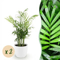 2× Goudpalm (Dypsis) in Potter-sierpot wit – Ø12 cm, 15 cm hoog
