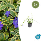 Vinca minor 'Blue And Gold' (periwinkle) – 6 plants, Ø9 cm, 10–25 cm high