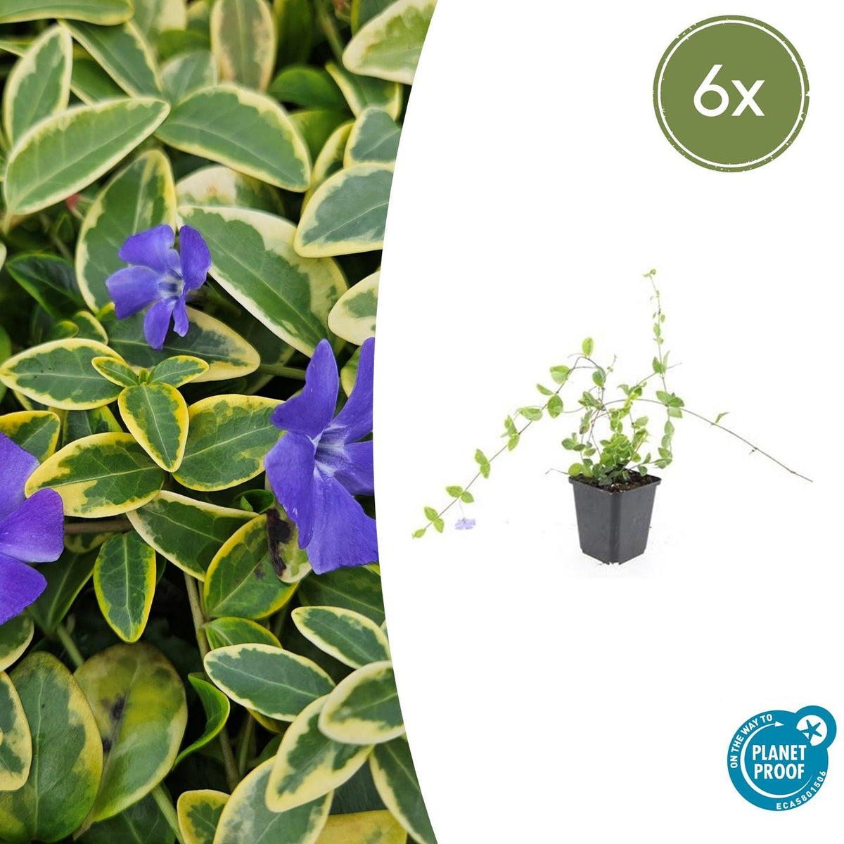 Vinca minor 'Blue And Gold' (periwinkle) – 6 plants, Ø9 cm, 10–25 cm high – photo 2